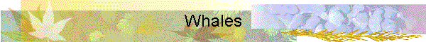 Whales